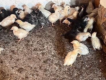 продам курей: Продаю | Цыплята | Домашняя | Для разведения — 7
