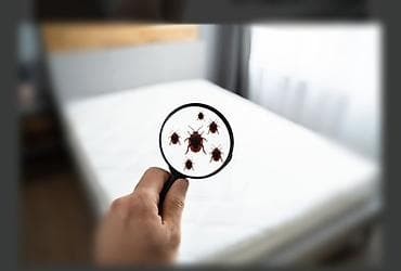 Клининговые услуги: Дезинфекция, дезинсекция, | Вирусы, микробы, Обработка деревьев, Тараканы, | Дома, Подъезды, Офисы — 2