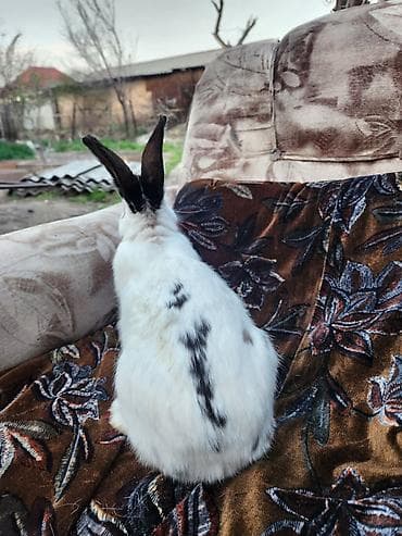 бройлер арбор: Самец 2700 кг 4 месяцев порода Бабочка — 2