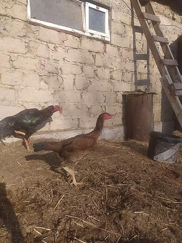 Продаю | Куры | Бойцовая | Для разведения