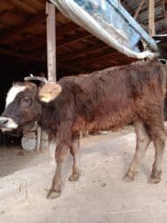 Продаю | Музоо, торпок | Алатауская | Для разведения