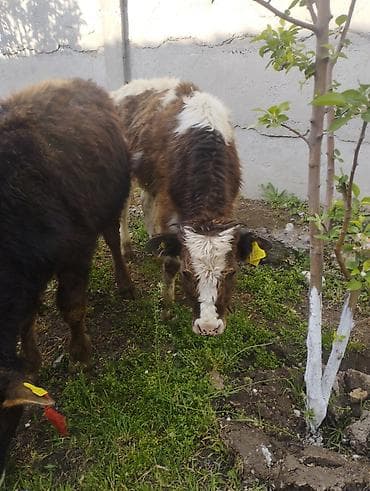 кой сойушка: Продаю | Бык (самец) | Алатауская | На откорм — 4