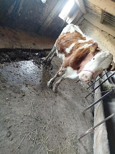 уй ангус: Продаю | Музоо, торпок | Для разведения | Искусственник — 7