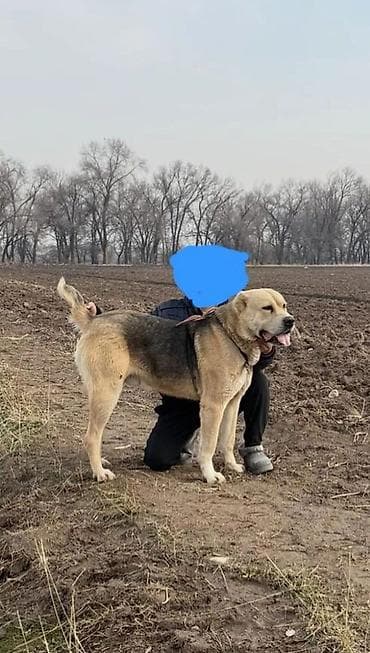 восточно европейские овчарки: Крупная рабочая собака, тип восточно-европейский/азиатский овчарочный — 1