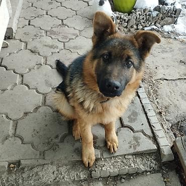 щенка немецкой овчарки купить: Продается Немецкая овчарка, кобель. 4 месяца. окрас : чепрачный — 7