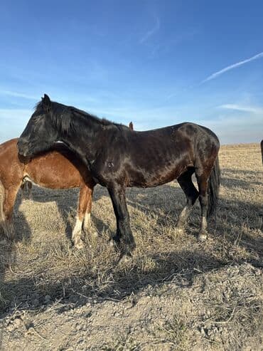 сколько стоит немецкая овчарка в бишкеке: Продаю | Жеребенок, Кобыла (самка), Конь (самец) | Кара Жорго, Английская | Для молока, Для разведения, На забой — 31