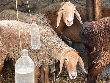 козу сатылат бишкек: Сатам | Ургаачы кой (ургаачы), Кочкор (эркек) — 2