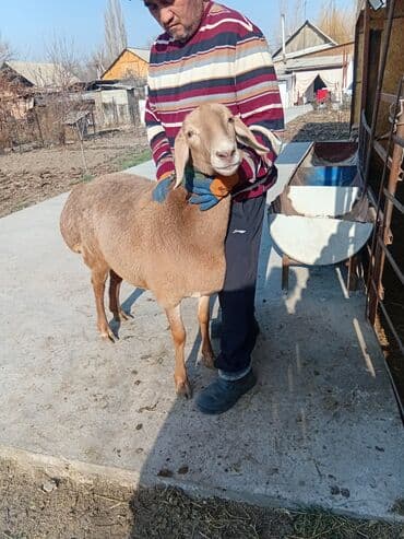 tuxedo порода кошек цена: Продаю | Овца (самка) | Арашан | Для разведения | Ярка — 13