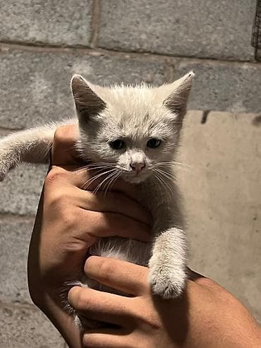 фри пир: Кошка даром: Беспородная, 3 месяца, Девочка — 7