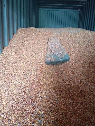 холлофайбер цена: Кукуруза зерно турецкий - Тип: кукуруза сухая, зерно — 1