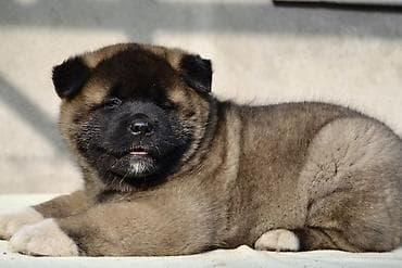 австралийский терьер: 2 месяца, Самец, С прививкой, С родословной — 6