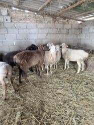 продажа щенков немецкой овчарки в бишкеке с документами: Продаю | Овца (самка) | Для шерсти, На забой, Для разведения | Кастрированные, Матка, Ярка — 6