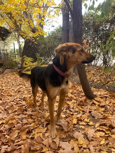 акустические системы promate колонка в виде собак: Собака даром: 1 год, Самка, С прививкой — 5