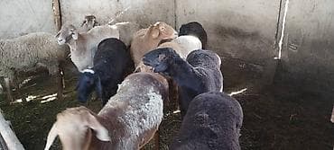 собака щенки: Продаю | Овца (самка) | На забой, Для разведения — 2
