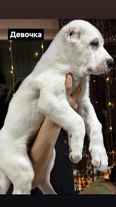 бишкек кошка: Продаются великолепные щенки алабая от чистокровных родителей с — 7