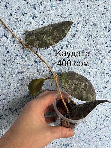 Эпипремнумы и сциндапсусы: Комнатные растения в горшках: 1) Сциндапсус pictus Trebie — лиана с — 9