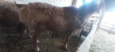 Собаки: Продаю | Баран (самец) | Полукровка | Для разведения — 5