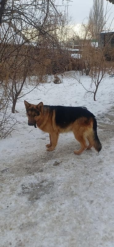Немецкая овчарка, классический чепрачный окрас (черно-рыжий). Крупный