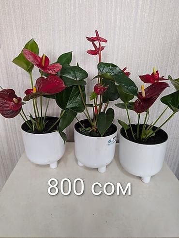 растении: Комнатные растения в горшках - Антуриумы (красные и белые соцветия) — 10