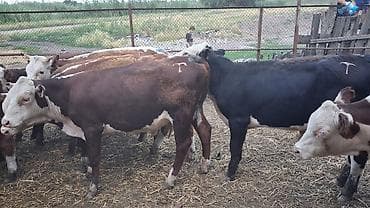 кой сойу: Продаю | Бык (самец) | На откорм — 4