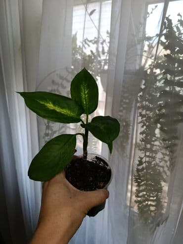 Диффенбахтар: Продаются комнатные цветы. Токмок — 15