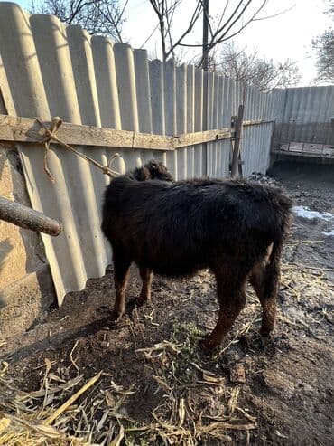 шароле бык: Продаю | Бык (самец), Музоо, торпок — 10