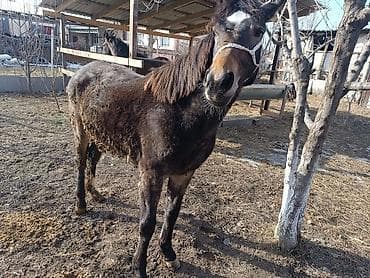 Продаю | Кобыла (самка) | Рабочий