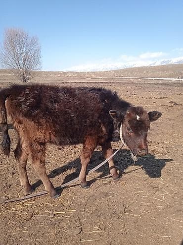 Аквариумдар: Сатам | Кунаажын | Бордоп семиртүү үчүн | Байланган — 1