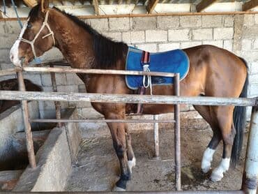 продажа собак: Продаю | Жеребец | Полукровка, Дончак — 2