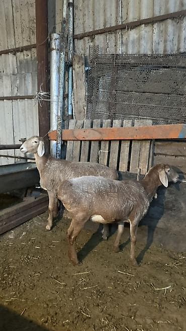 Продаю | Овца (самка) | Для разведения | Ярка at lalafo.kg Продаю | Овца (самка) | Для разведения | Ярка