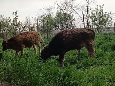 ургачы тай: Продаю | Музоо, торпок | На откорм — 2