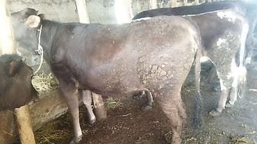 животные на продажу: Продаю | Тёлка | На откорм | Нетель — 2