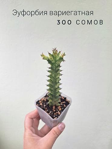 саженцы даром: 🌿 Комнатные цветы (укоренённые черенки/молодые растения/взрослые — 5