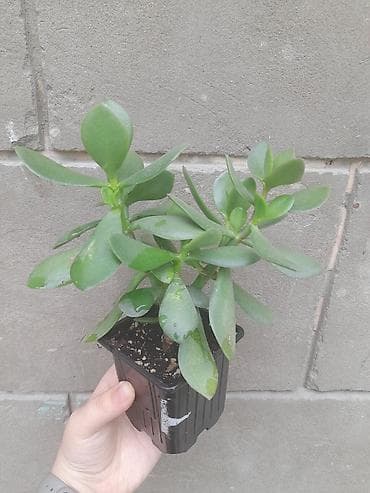 green leaf: Толстянка (денежное дерево) в горшочке - Суккулент с мясистыми — 1