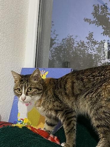 Отдам даром кошку: 1 год, Мальчик, Кастрирована, Приучена к лотку, Проглистована — 2