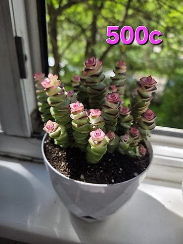 Бөлмө өсүмдүктөрү: Антуриум в декоративном горшке - Эффектное комнатное растение с — 4