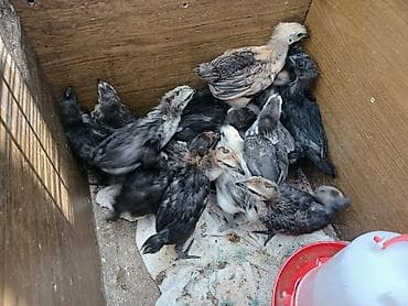 Животные: Продаю | Цыплята | Для разведения — 3