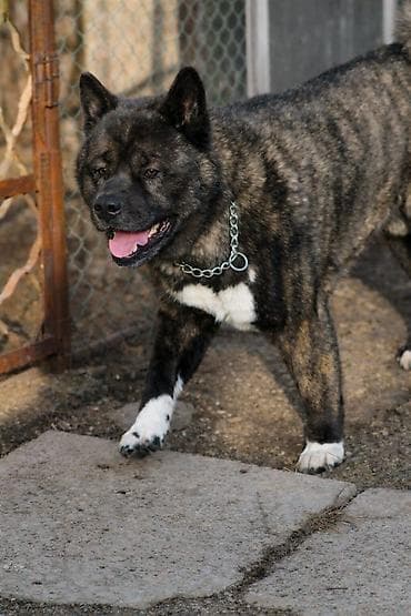 собака драдхаар: Вязка: Самец, 5 лет, С прививкой, С родословной — 1