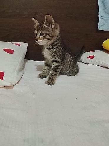 манчкин коты: Котята, 2 окраса: - Тигровые табби: плотная полосатая шерстка, крупные — 1