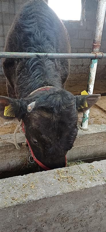 Продаю | Музоо, торпок | На откорм at lalafo.kg Продаю | Музоо, торпок | На откорм