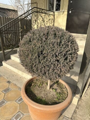 шкаф для одежды цена: БОЛЬШОЙ ГОЛУБОЙ МОЖЖЕВЕЛЬНИК, ОСОБЫЙ СОРТ, ТАКИХ МАЛО. ОЧЕНЬ КРАСИВЫЙ! — 1