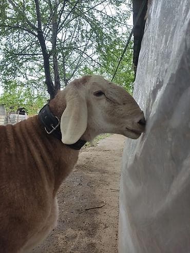 животные баран: Продаю | Баран (самец) | Для разведения | Племенные — 6