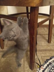 американская жесткошёрстная кошка цена: Продаются котята от британской кошки 2 месяца пушистый комочек — 10