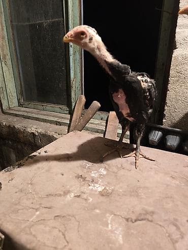 сколько стоят перепёлки: Продаю | Цыплята | Бойцовая | Для разведения — 3