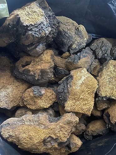 мастит: Чага! Чага! Чага! Березовая чага (берёзовый гриб), натуральный — 4