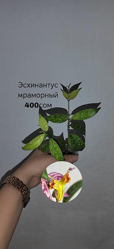 дерево лимона: Комнатные растения — саженцы и черенки. 1) Живое дерево (лечебное) — — 9