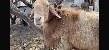 акита ину собака: Продаю | Баран (самец) | Арашан | Для разведения — 1