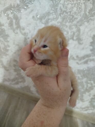 дом для котов: Очаровательные котята домашнего помёта - Окрас: рыжий (несколько — 3