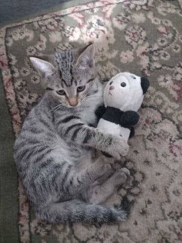 отдам кота в добрые руки: Котята – домашние, ручные, приучены к лотку. Ласковые, игривые — 1