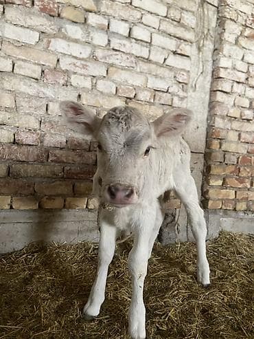 продажа токмок: Сатам | Кунаажын | Жасалма уруктандырылган — 5